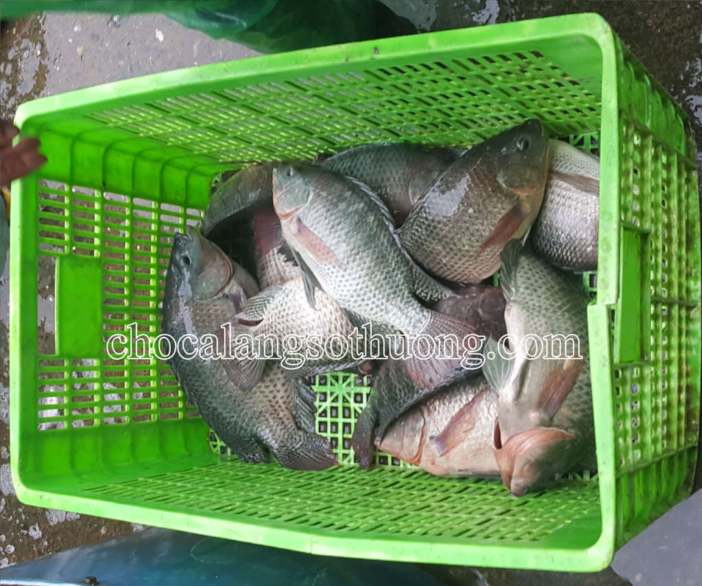 Cá Rô Phi | Chợ cá làng Sở Thượng