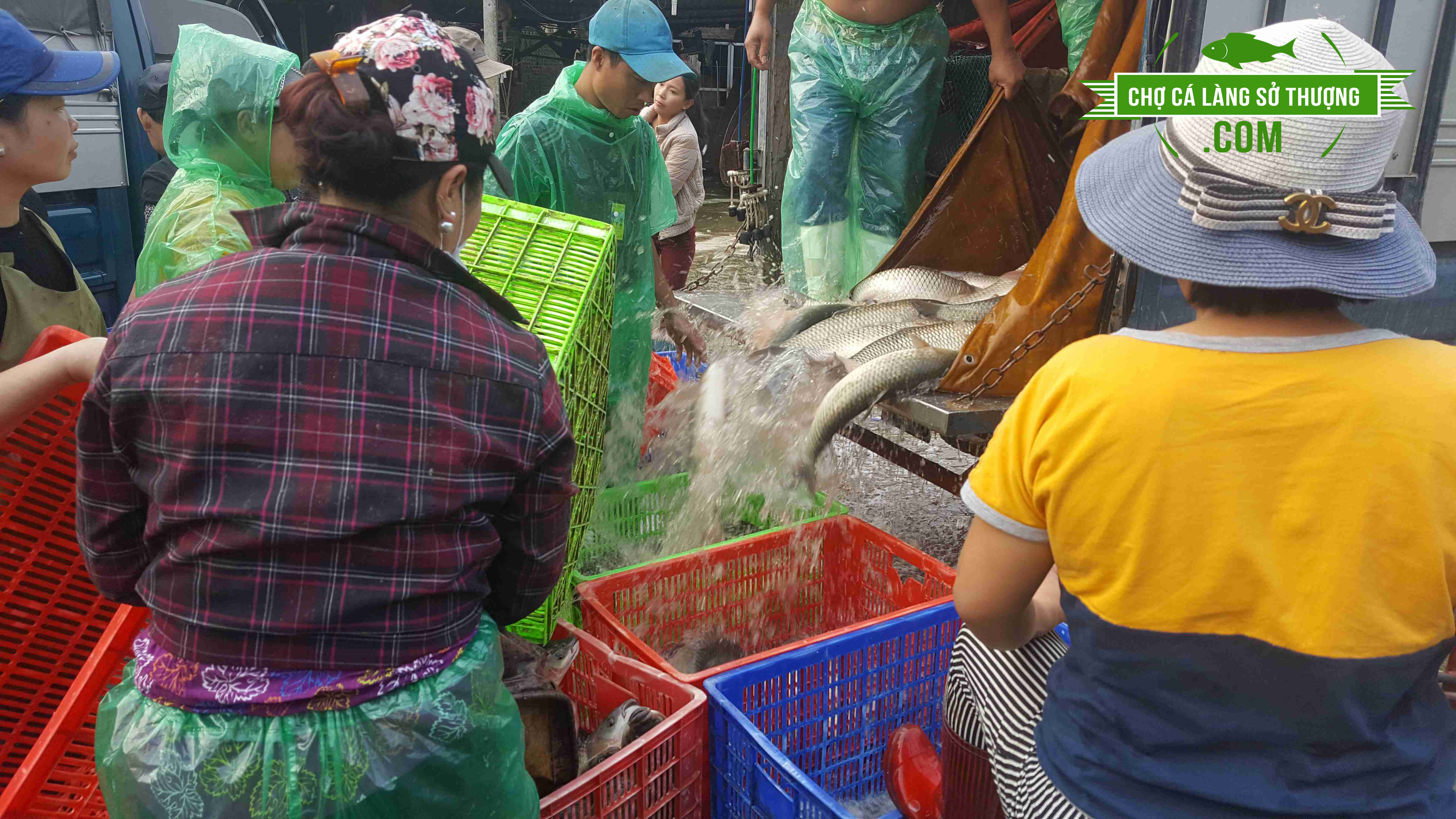 Cung cấp cá trôi tươi sống, cá trôi phi lê, cá trôi làm sạch cho các ...